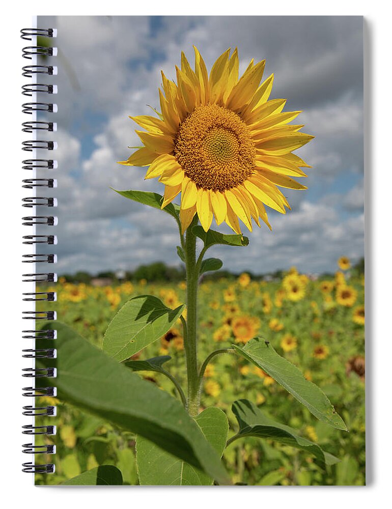 Sunflower Spiral Notebook featuring the photograph Sunflower in Field by Carolyn Hutchins