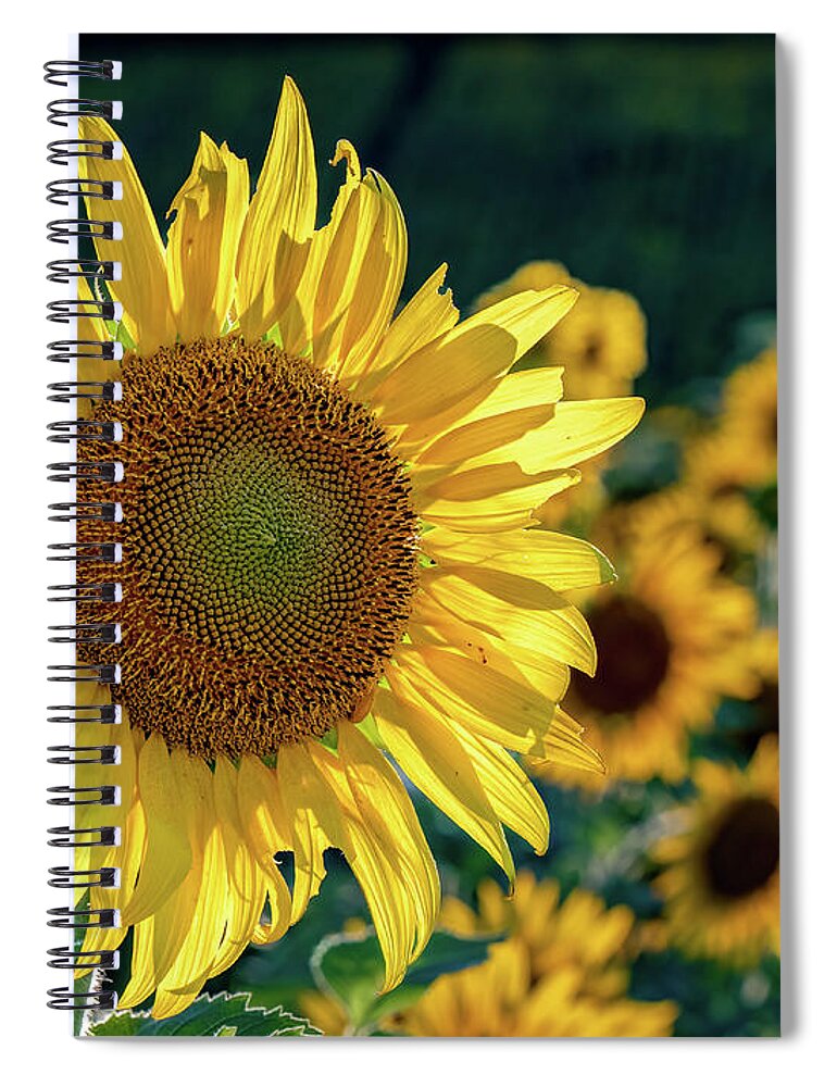 Agriculture Spiral Notebook featuring the photograph Sunflower in Sunlight by Brian Shoemaker