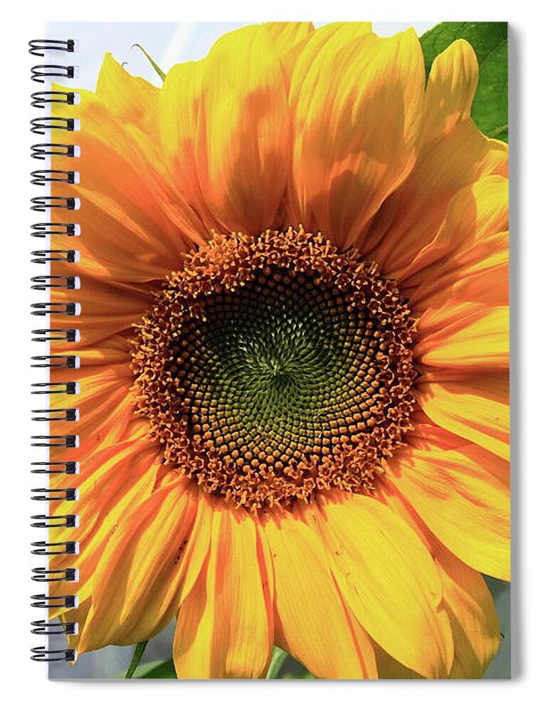 Sunflower Spiral Notebook featuring the photograph Radiant Sunflower by Aidan Moran