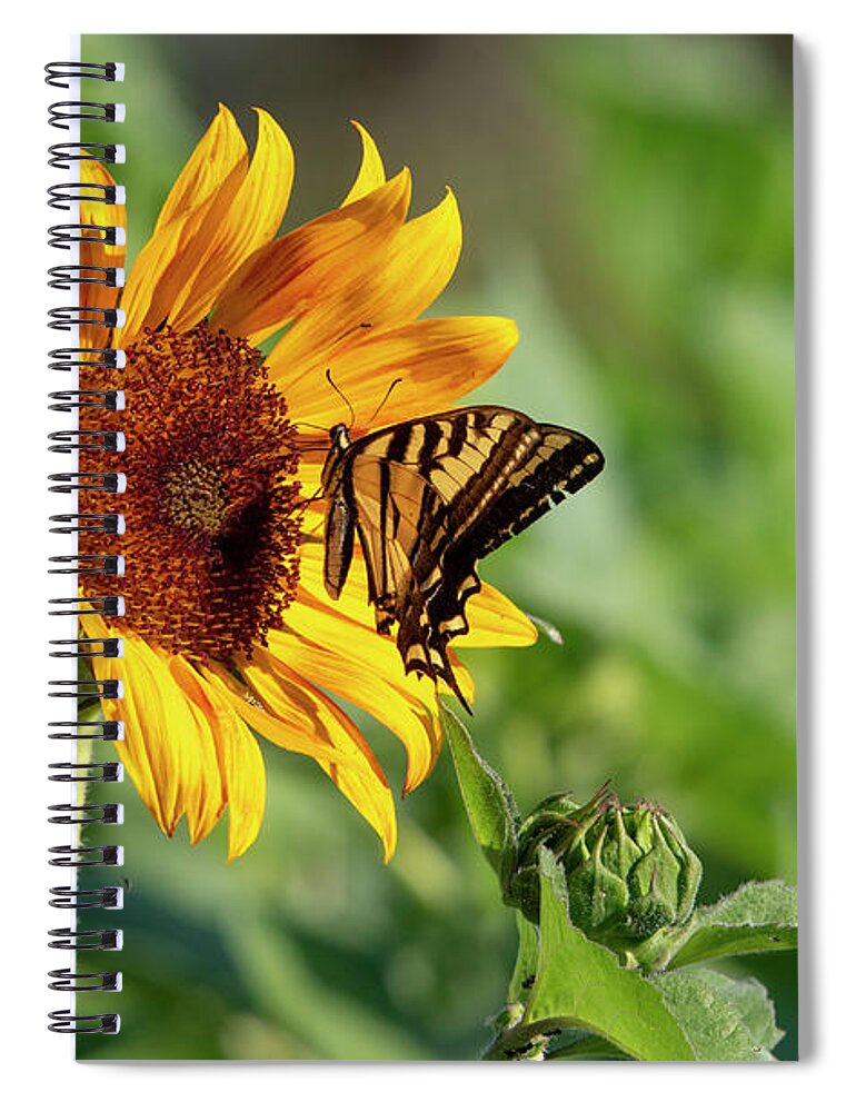 Garden Spiral Notebook featuring the photograph Sunflower Nectar by Douglas Kikendall