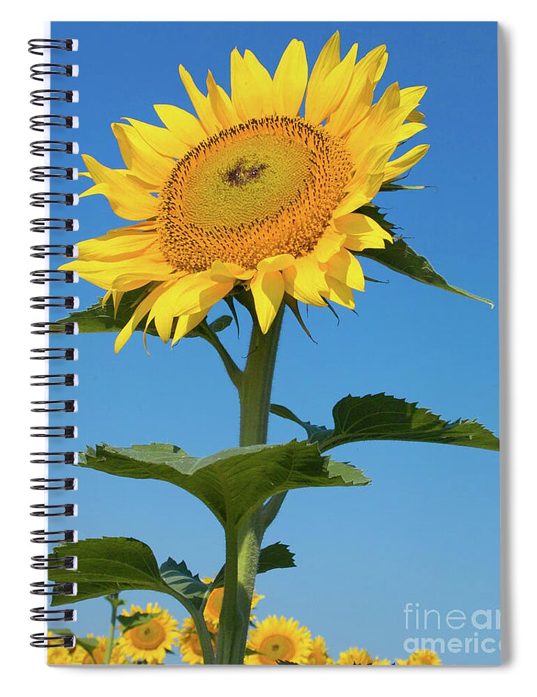 Sunflower Spiral Notebook featuring the photograph Sunflower Portrait by Kimberly Blom-Roemer