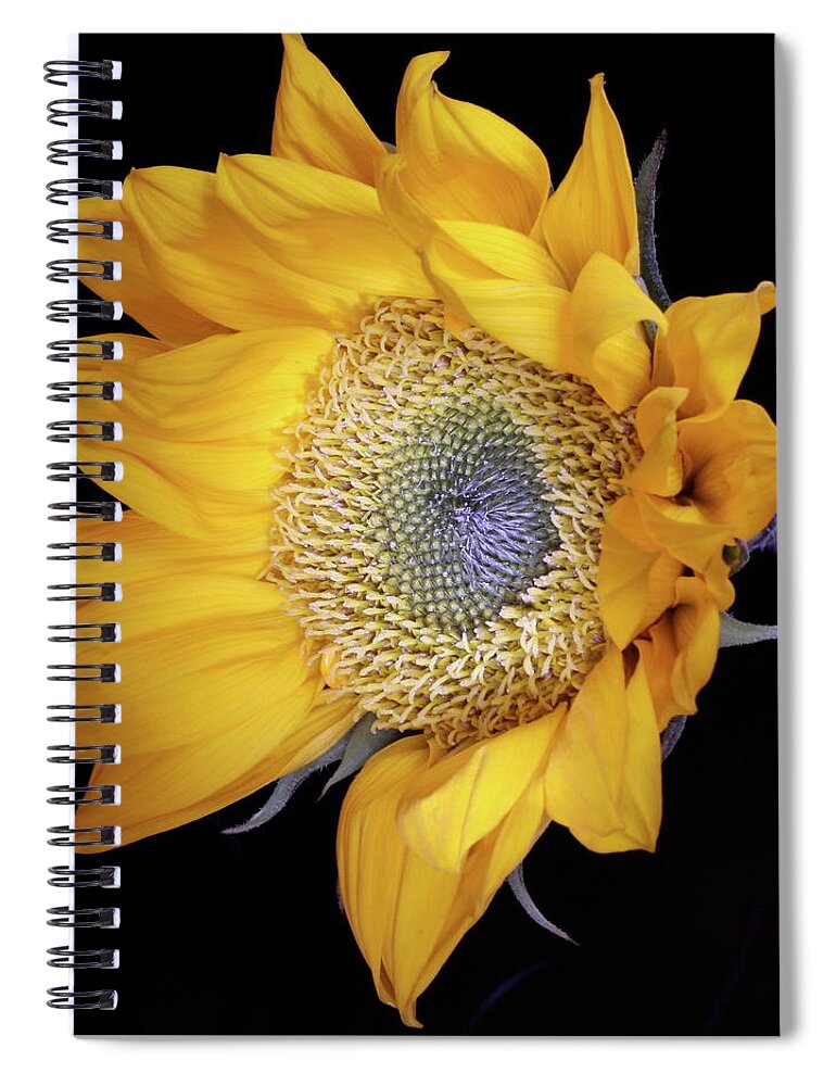 Botanical Spiral Notebook featuring the photograph Sunflower Square by Julie Powell