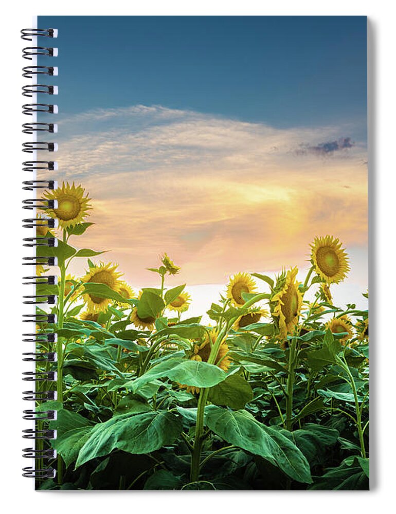 Sunflower Spiral Notebook featuring the photograph Sunflower Sunset Autaugaville Alabama by Jordan Hill