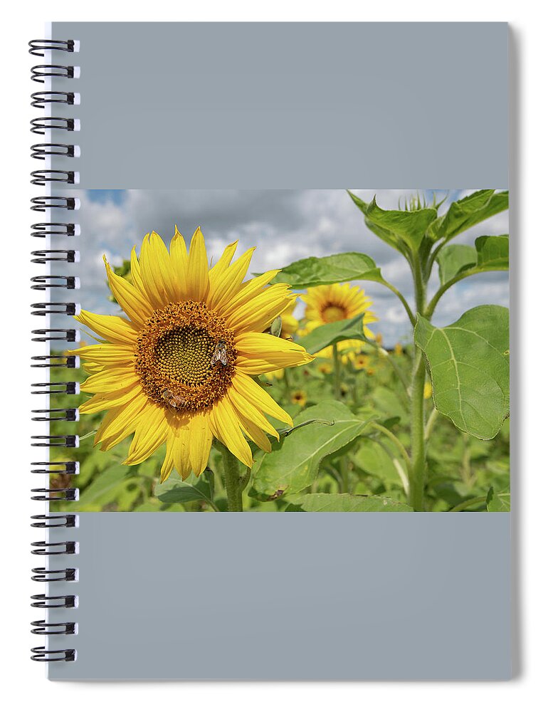Sunflower Spiral Notebook featuring the photograph Sunflower with Honeybee by Carolyn Hutchins