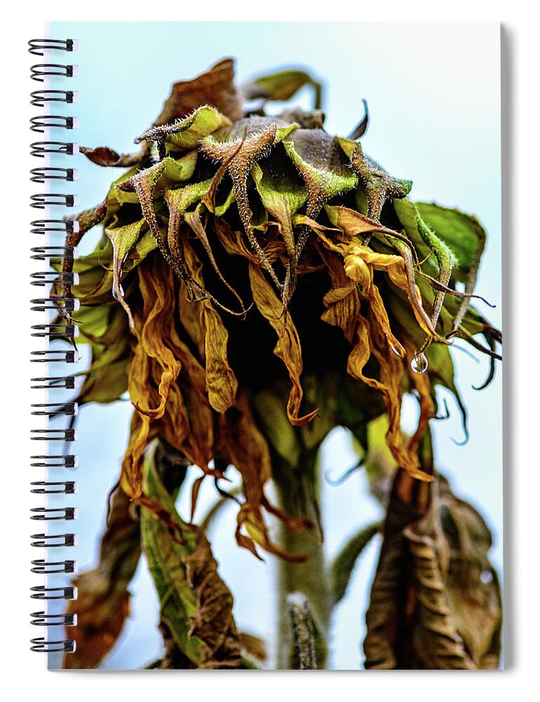 Johnsons Farm Spiral Notebook featuring the photograph Sunflowers Last Days by Louis Dallara