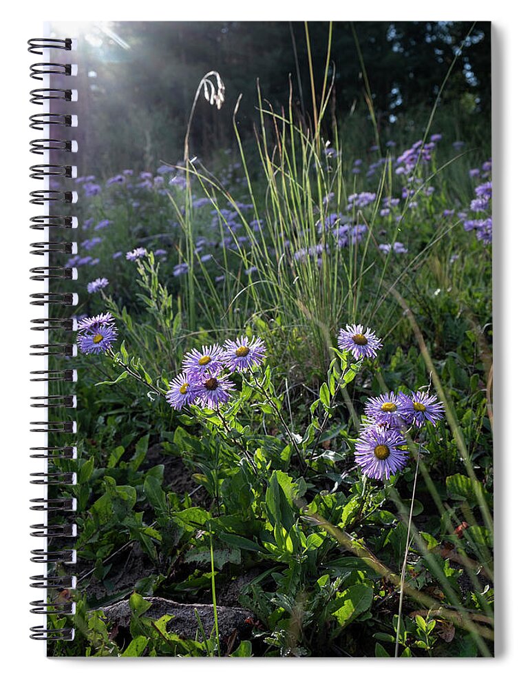 Flowers Spiral Notebook featuring the photograph Sunlight on Wild Asters by Mary Lee Dereske