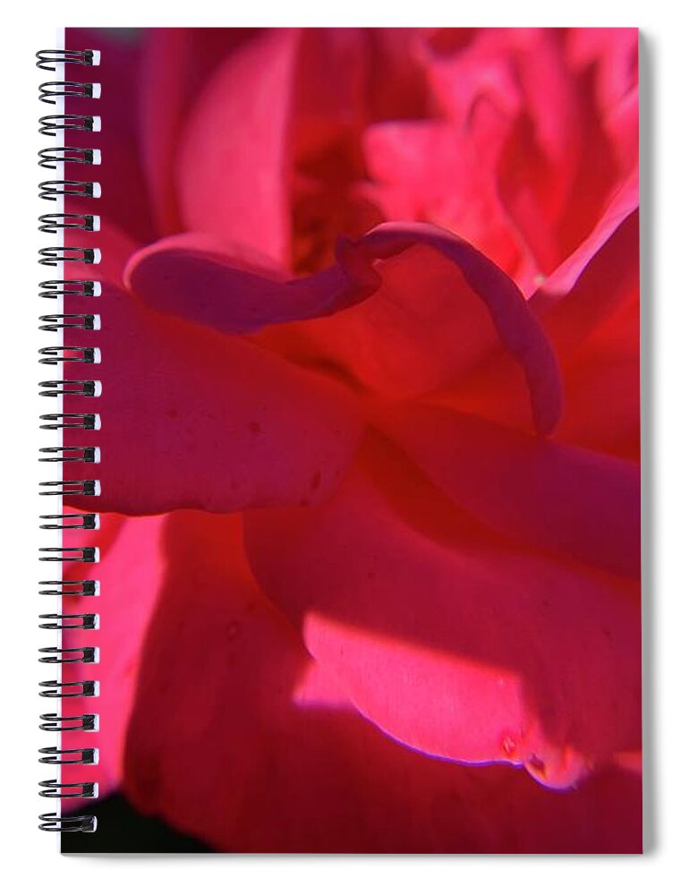Rose Spiral Notebook featuring the photograph Sunlight Rose by Catherine Wilson