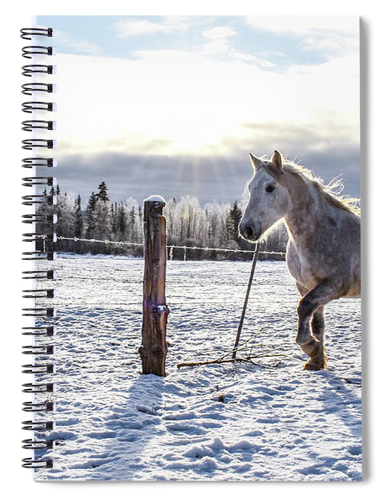 Winter Spiral Notebook featuring the photograph Sunlit Passage by Listen To Your Horse