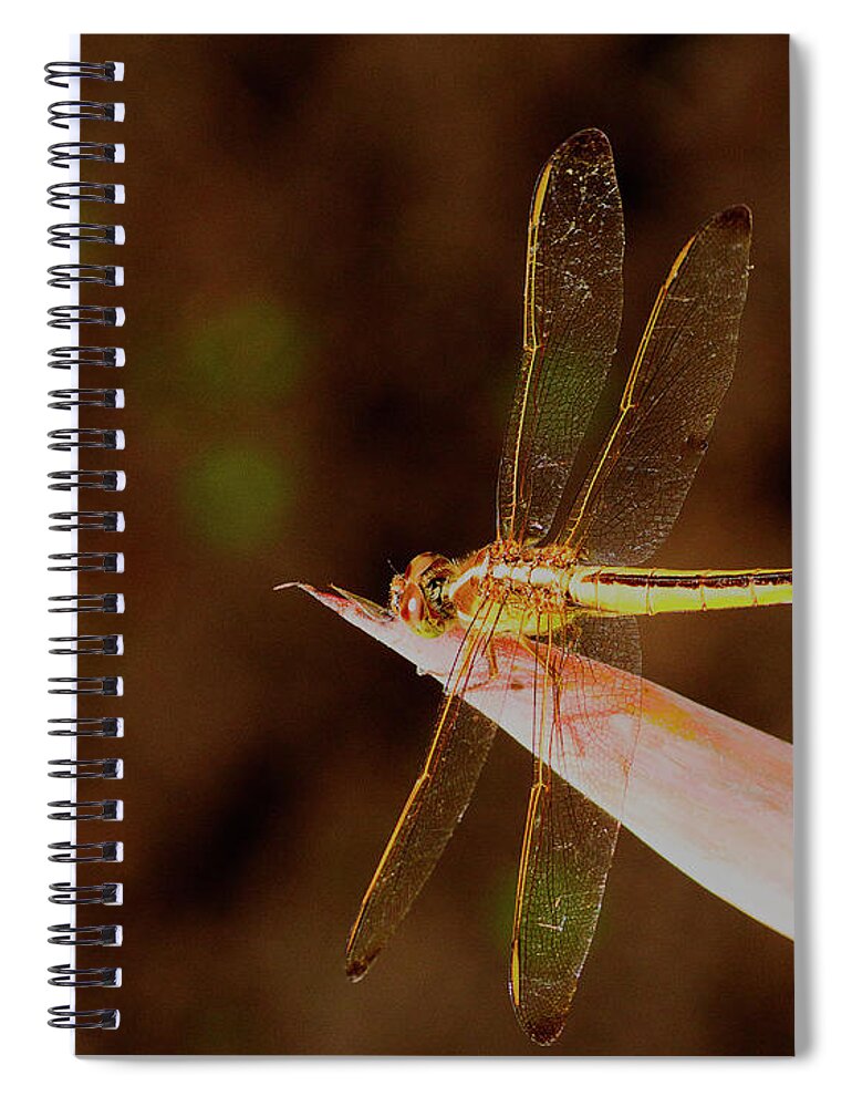 Dragonfly Spiral Notebook featuring the photograph Sunning Dragon by Bill Barber