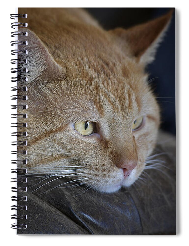 Yellow Tabby Spiral Notebook featuring the photograph Sunny by DArcy Evans
