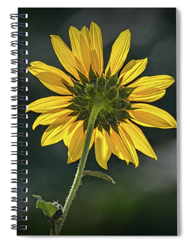 Bloom Spiral Notebook featuring the photograph Sunny Sunflower Following the Sun by Debra Martz