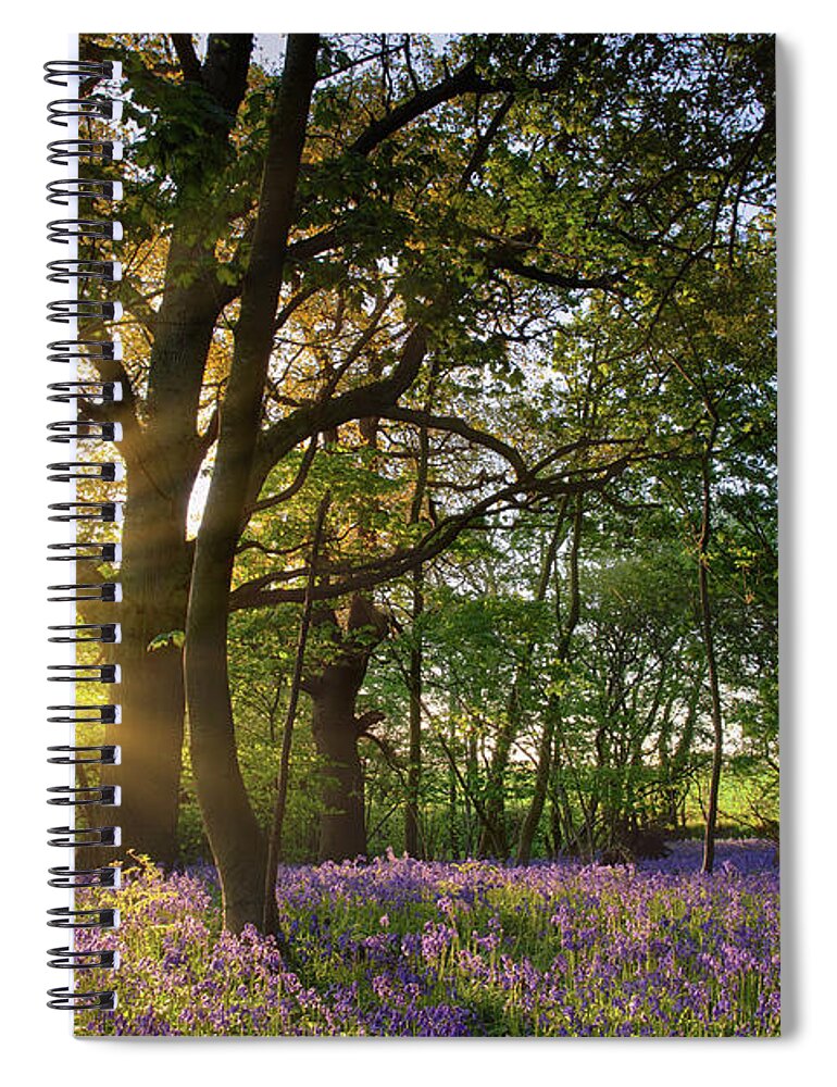 Bluebell Forest Spiral Notebook featuring the photograph Sunrise in bluebell woods in Norfolk UK by Simon Bratt