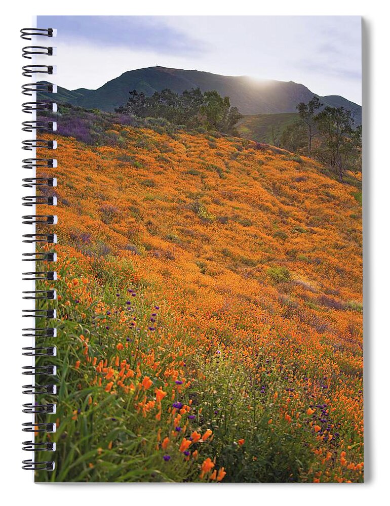 Walker Canyon Poppies Spiral Notebook featuring the photograph Sunrise Over Poppy Fields by Rebecca Herranen