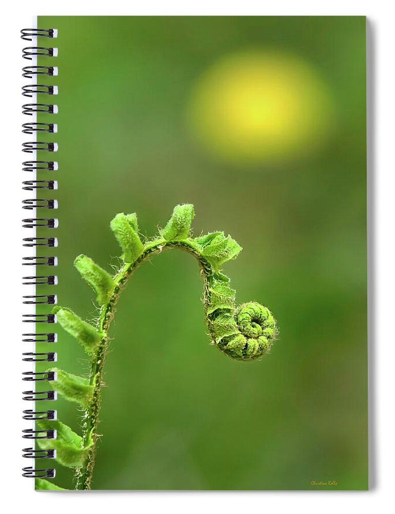 Fern Spiral Notebook featuring the photograph Sunrise Spiral Fern by Christina Rollo