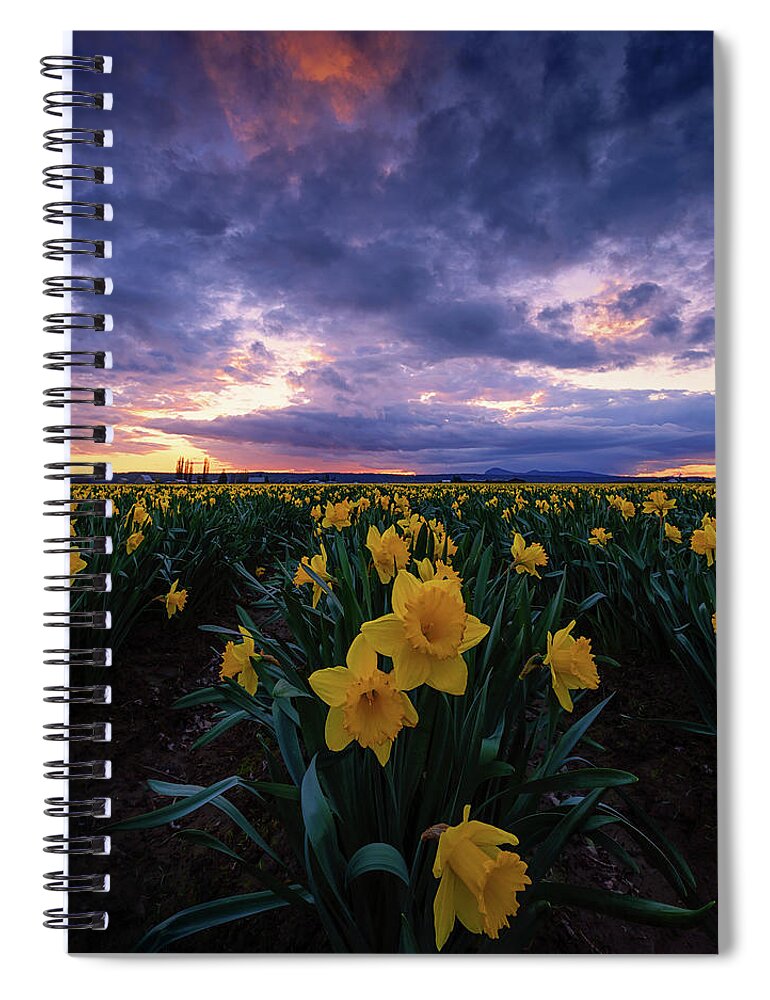 Skagit Valley Tulip Festival Spiral Notebook featuring the photograph Sunset and Daffodils by Dan Mihai