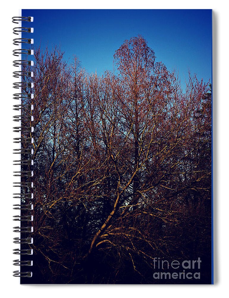 Nature Spiral Notebook featuring the photograph Sunset on the Woods by Frank J Casella