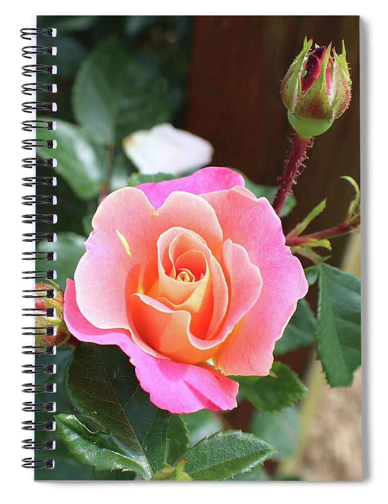 Ombre Spiral Notebook featuring the photograph Sunset Ombre Rose by K P