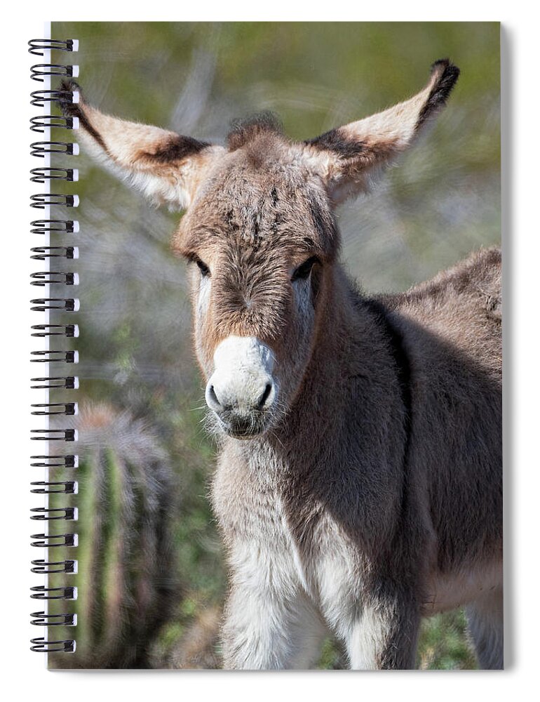 Wild Burros Spiral Notebook featuring the photograph Sure I Can Fly by Mary Hone