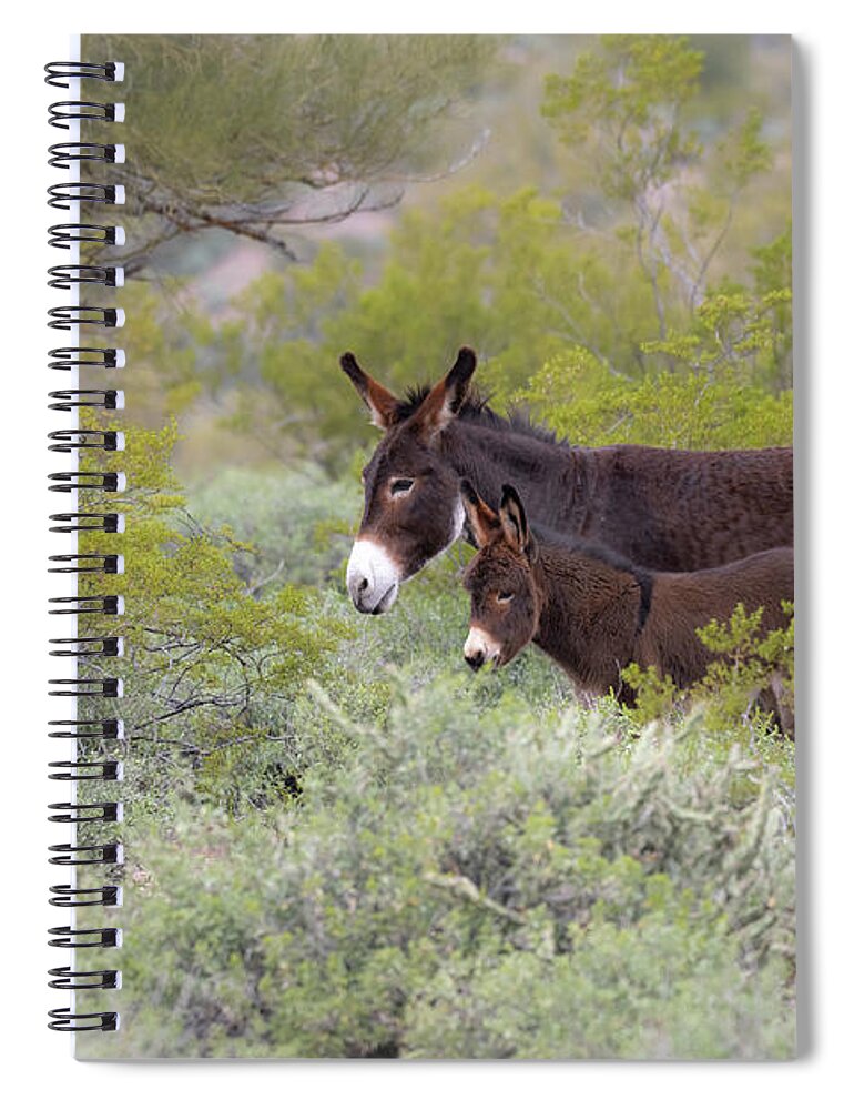 Wild Burro Spiral Notebook featuring the photograph Surrounded by Mary Hone