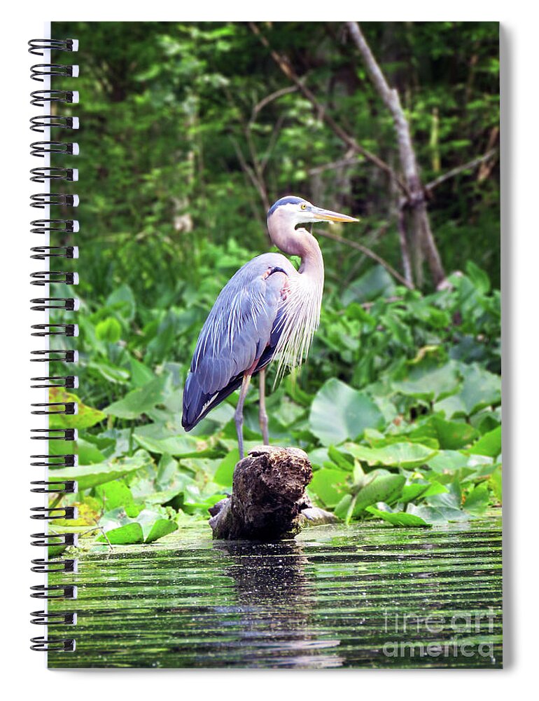 Bird Spiral Notebook featuring the photograph Surroundings - Great Blue Heron on Watch by Chris Andruskiewicz