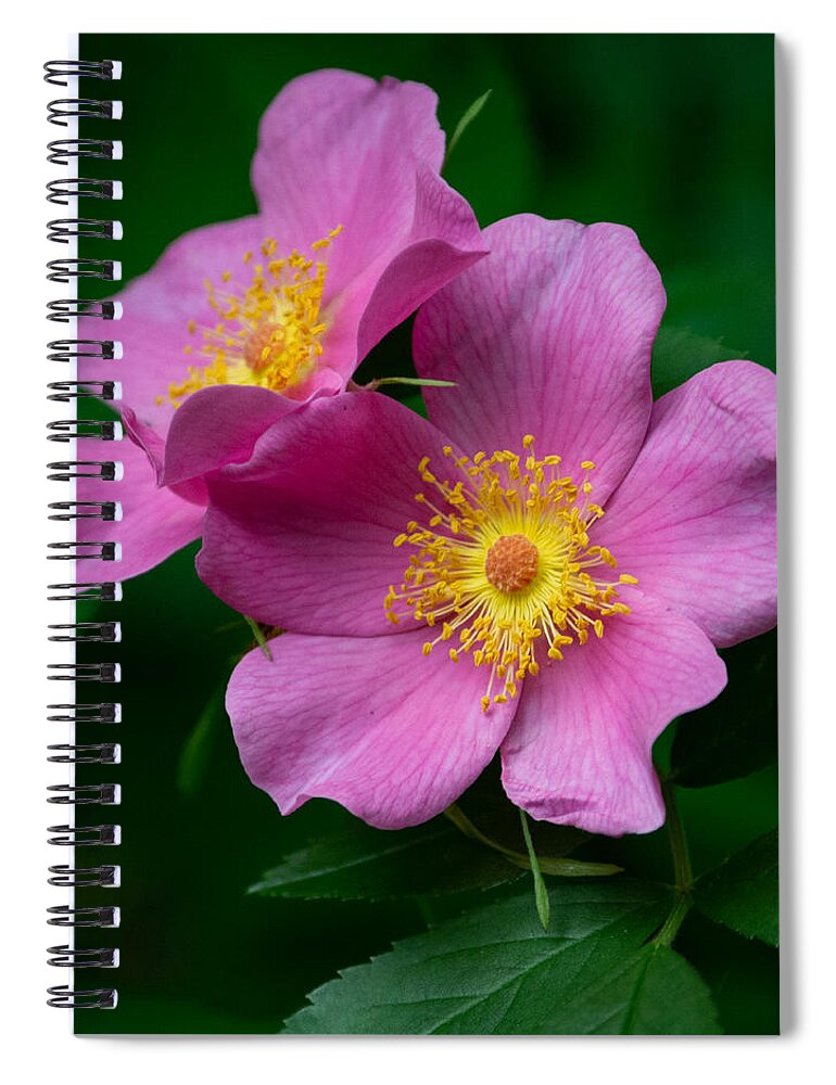 Swamp Rose Spiral Notebook featuring the photograph Swamp Rose by the Canal by Linda Bonaccorsi