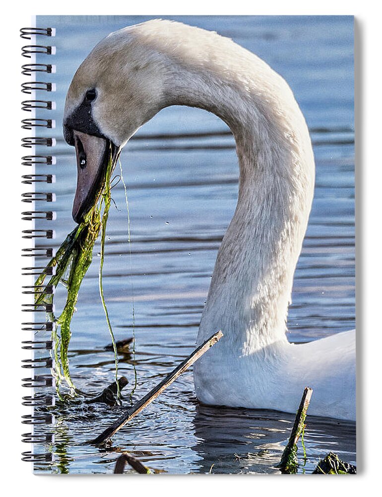 Swan Spiral Notebook featuring the photograph Swan At Lunch by Joe Granita