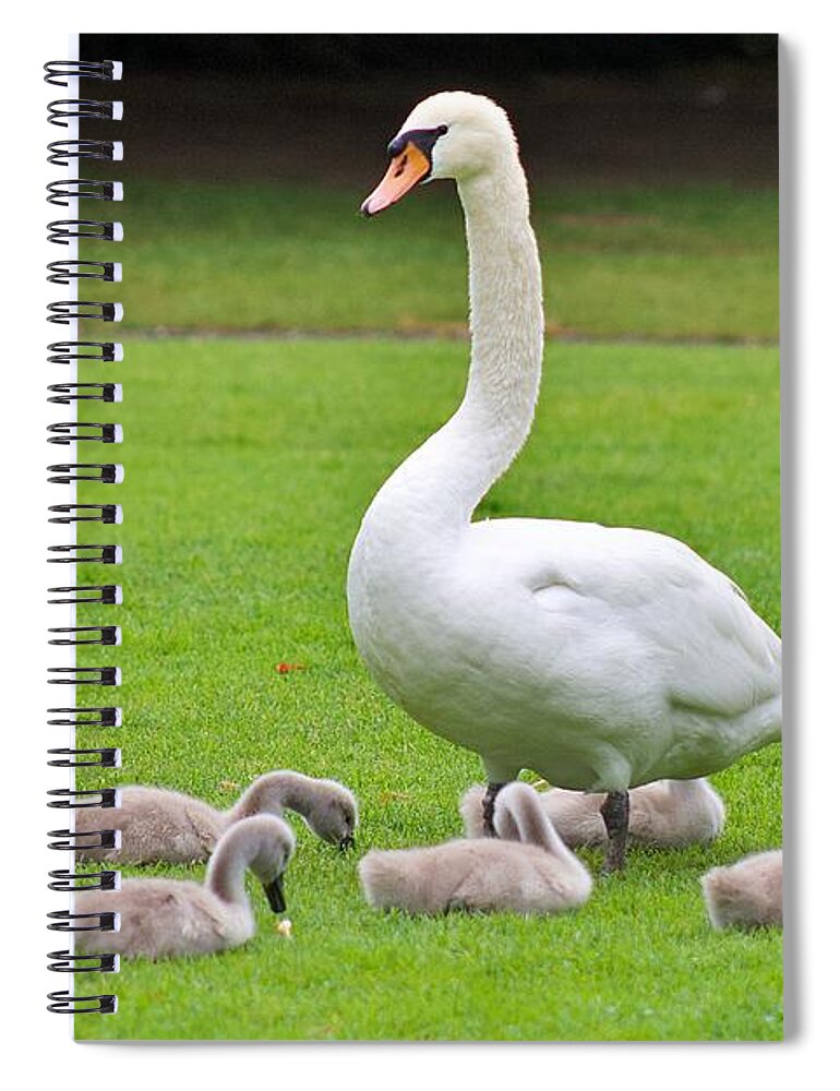 Swan Spiral Notebook featuring the photograph Swan Family by Yvonne M Smith