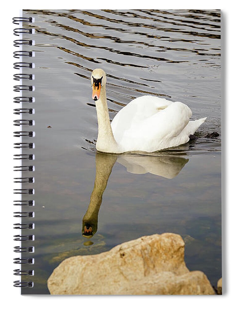 No People Spiral Notebook featuring the photograph Swan on water by SAURAVphoto Online Store