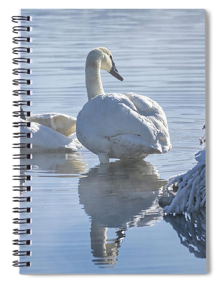 Trumpeter Swans Spiral Notebook featuring the photograph Swans in the Mist by Cheryl Strahl