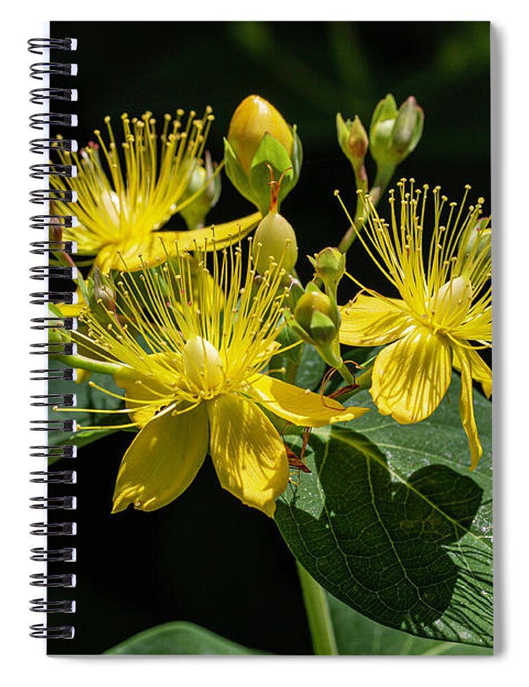 Sweet Spiral Notebook featuring the photograph Sweet Amber Wildflower by John Haldane