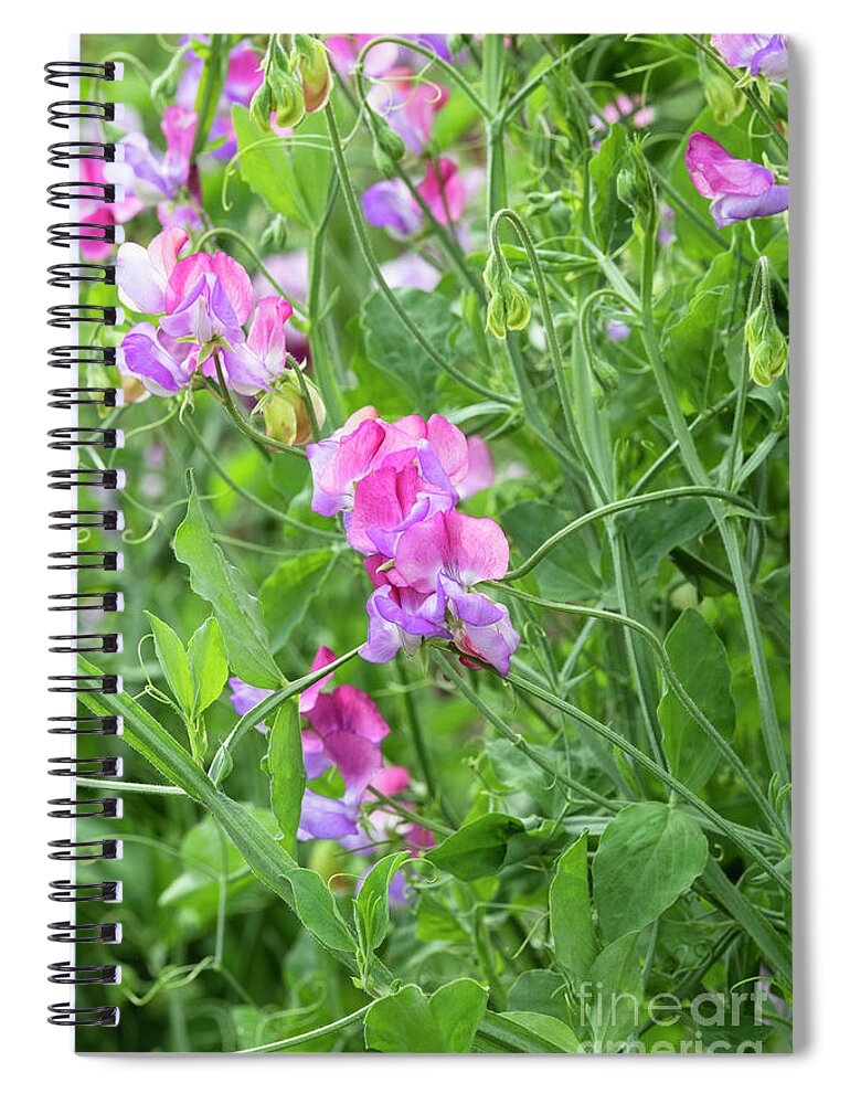 Sweet Pea Spiral Notebook featuring the photograph Sweet Pea Fire and Ice by Tim Gainey