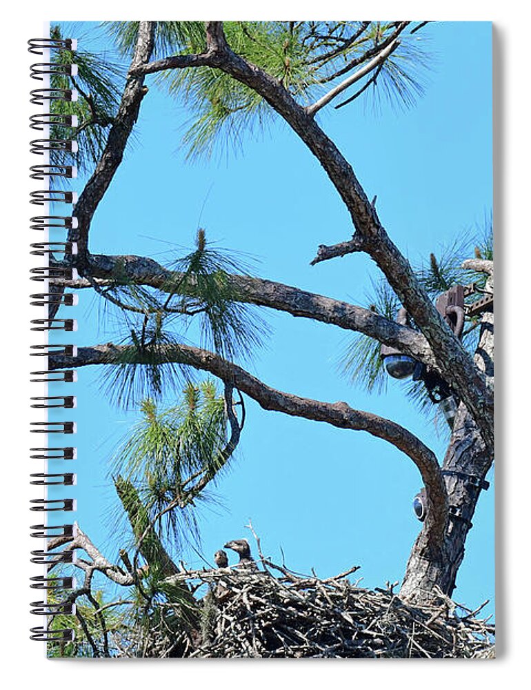 Southwest Florida Eagle Spiral Notebook featuring the photograph SWFL Family Portrait 2020 by Liz Grindstaff