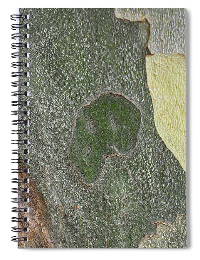 Australia Spiral Notebook featuring the photograph Sycamore by Jay Heifetz