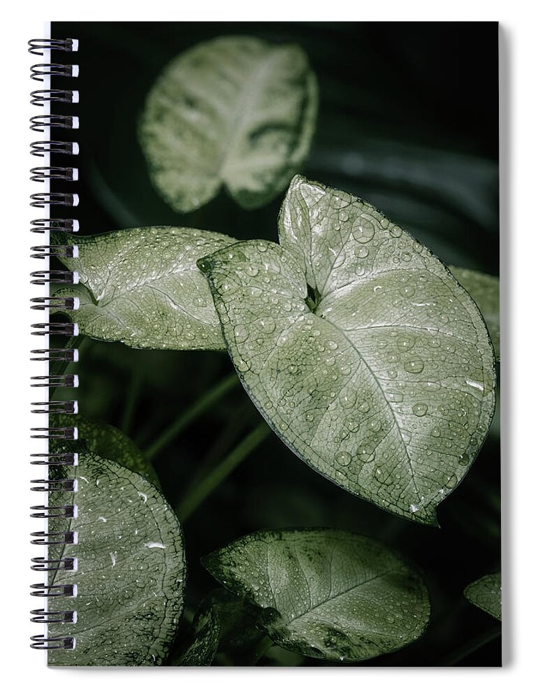 Close-up Spiral Notebook featuring the photograph Syngonium houseplant leaves by Benoit Bruchez