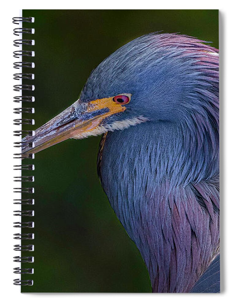 Heron Spiral Notebook featuring the photograph Take My Photo by Les Greenwood