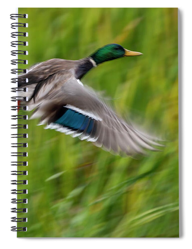 Animals Spiral Notebook featuring the photograph Taking Off by Robert Potts