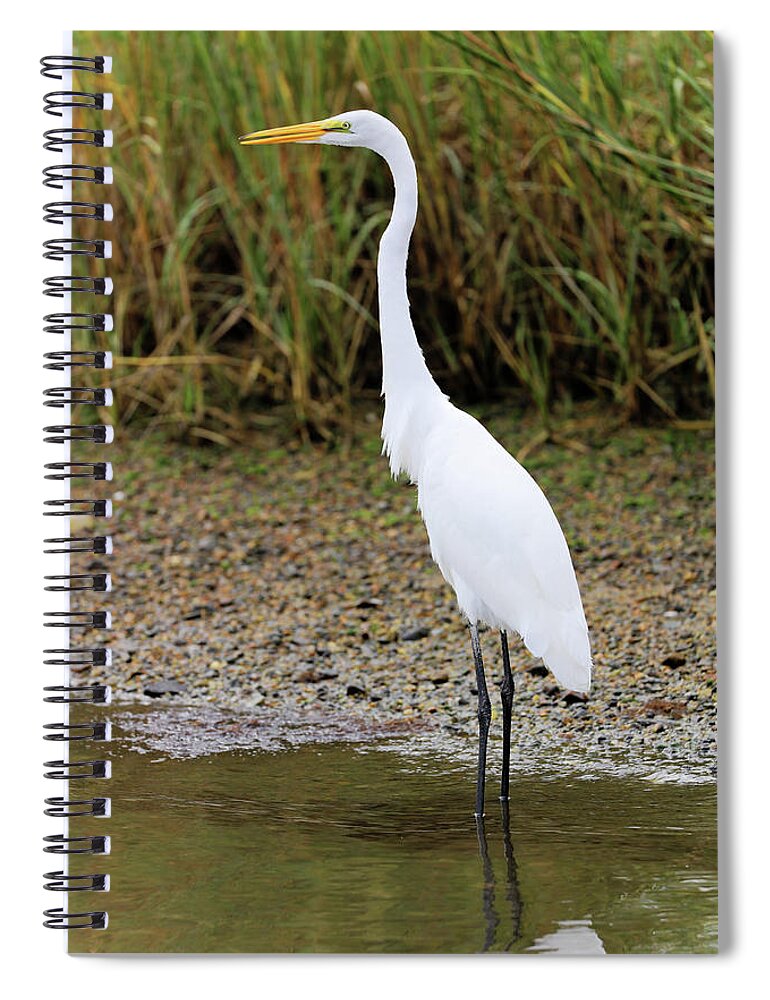 Great Egret Spiral Notebook featuring the photograph Talkin' Egret by Doolittle Photography and Art