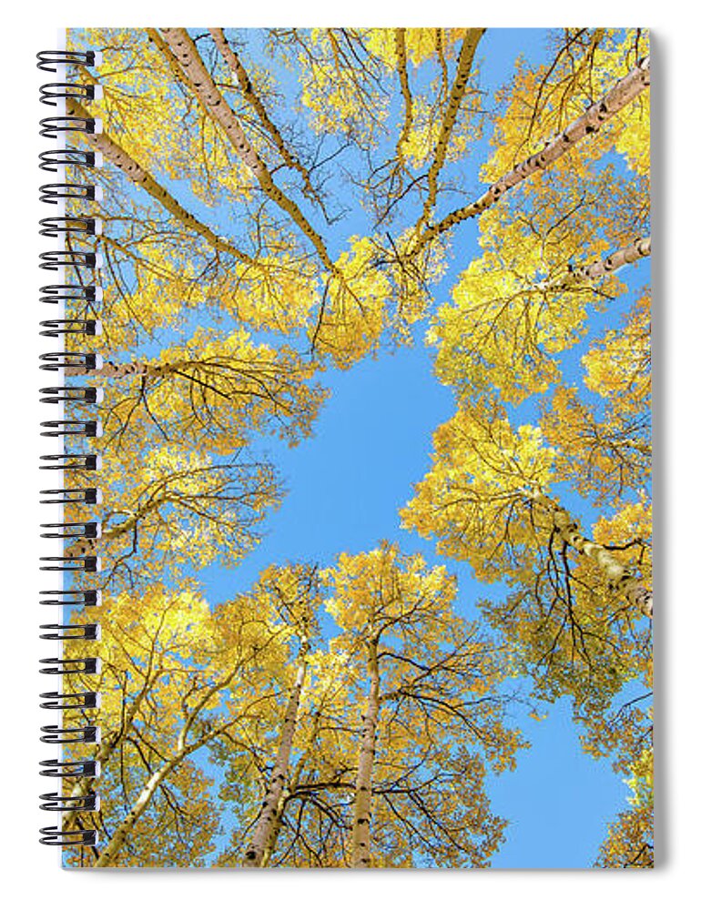 Aspen Spiral Notebook featuring the photograph Tall Aspen 16x9 by David Downs