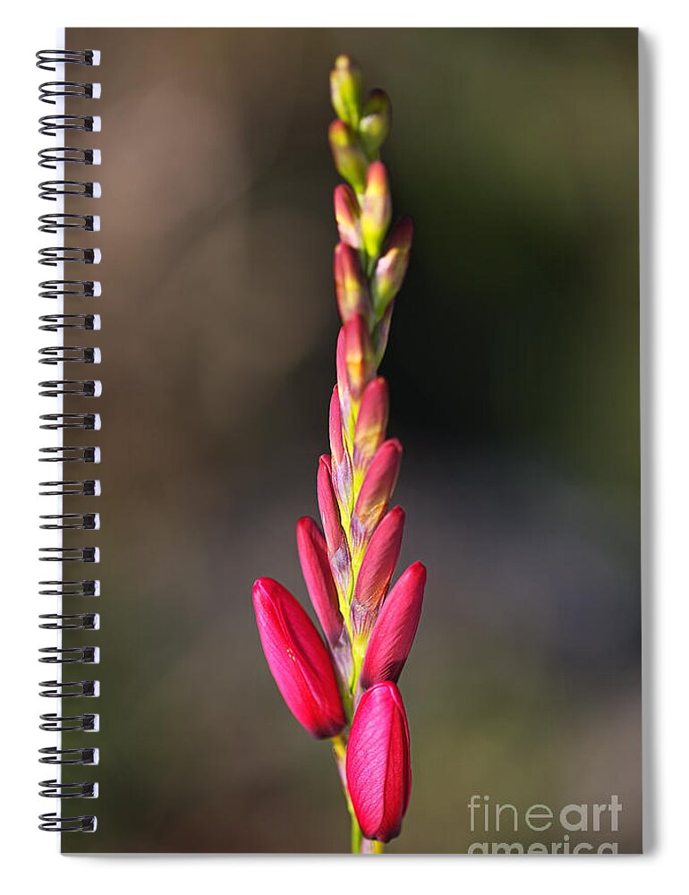 Ixia Spiral Notebook featuring the photograph Tall Ixia Bloom by Joy Watson