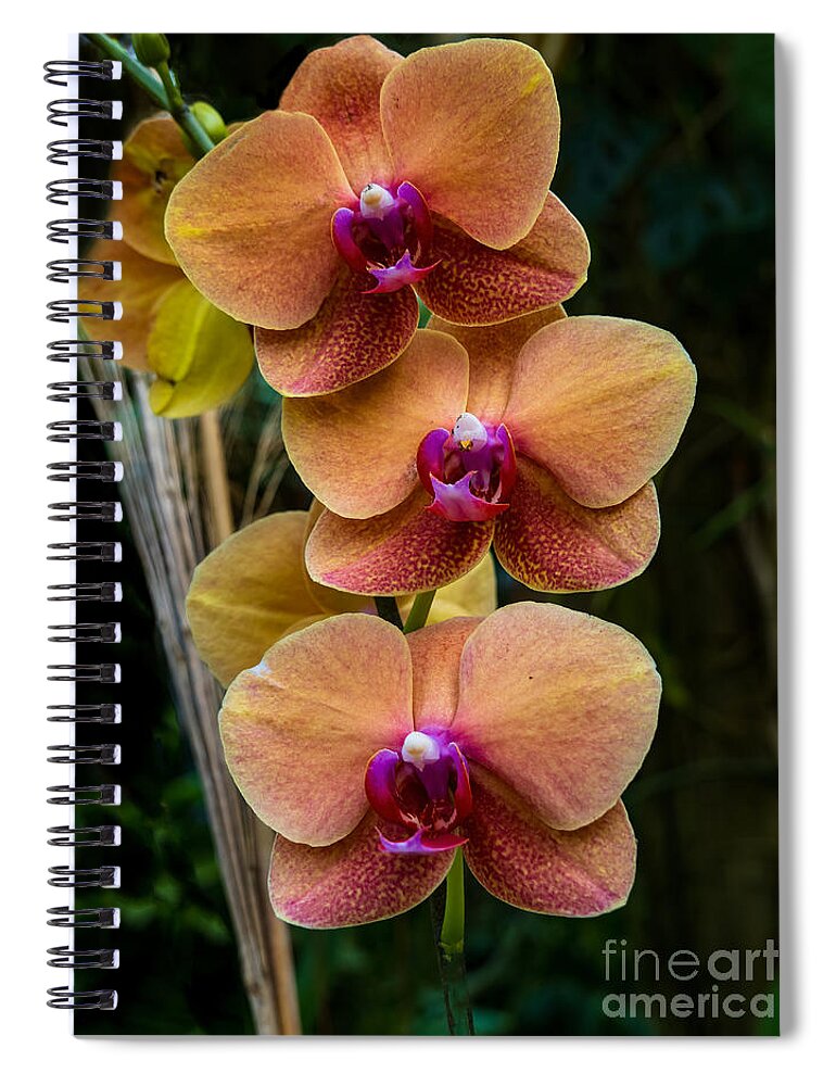 Phalaenopsis Spiral Notebook featuring the photograph Tangerine and Purple Phalaenopsis Orchid by L Bosco