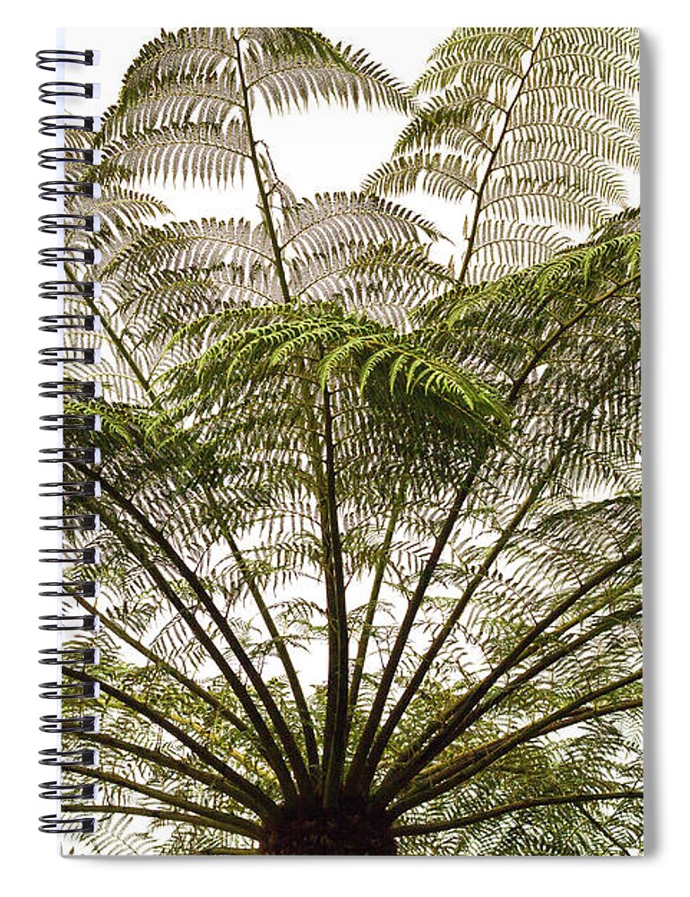 Tasmania Spiral Notebook featuring the photograph Tasmanian Tree Fern Canopy by Elaine Teague