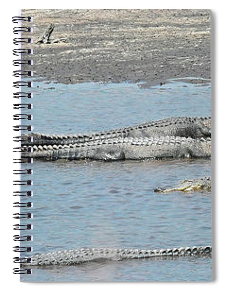 Alligator Spiral Notebook featuring the photograph Ten Gators by Jerry Griffin