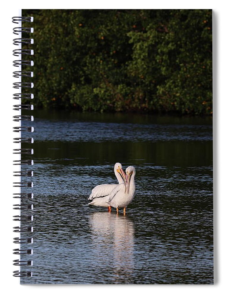 Bird Spiral Notebook featuring the photograph Tender Love by Mingming Jiang