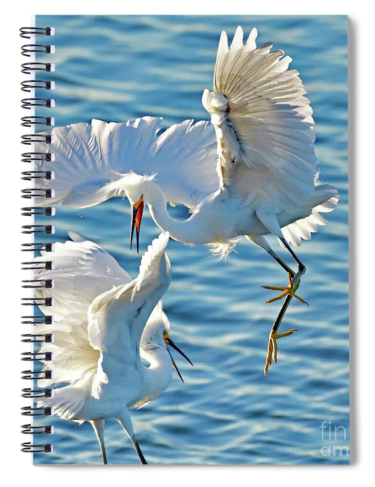 Snowy Egret Spiral Notebook featuring the photograph Territorial Fight of the Snowy Egret by Amazing Action Photo Video