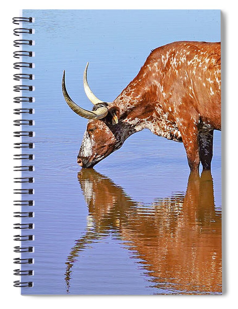 Texas Longhorn Cow Picture Spiral Notebook featuring the photograph Texas longhorn cow in Texas by Cathy Valle