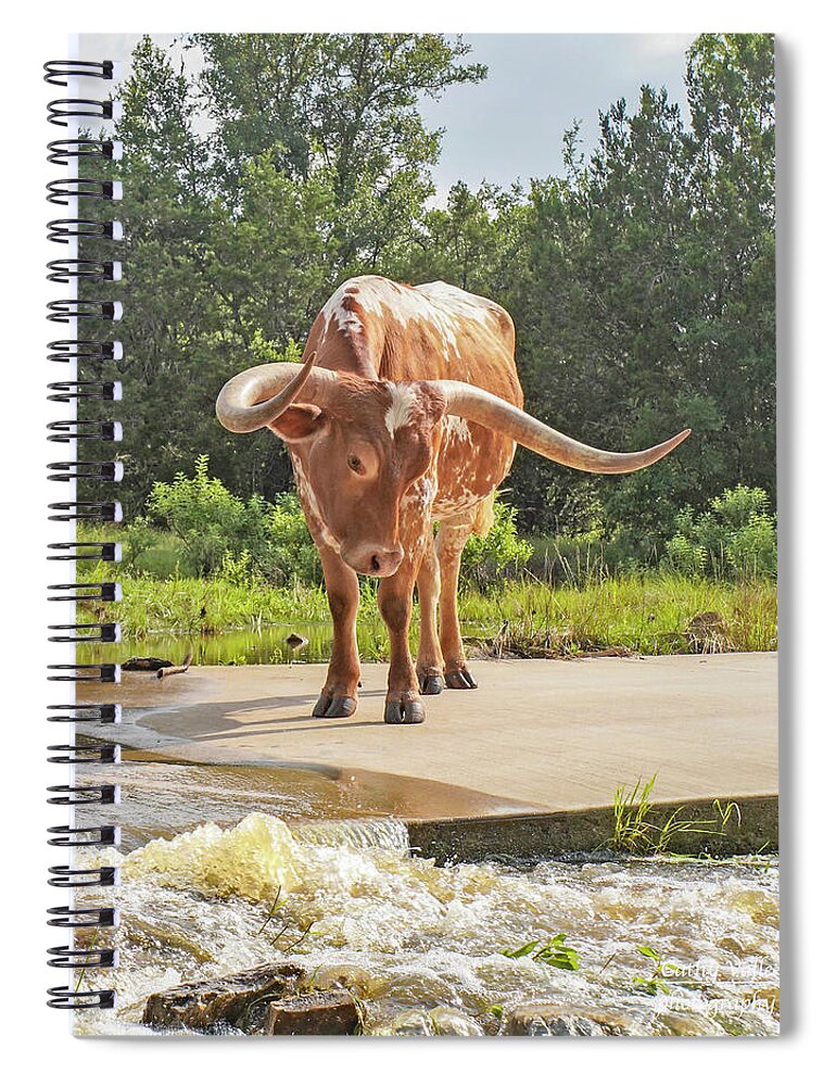 Texas Longhorn Steer Spiral Notebook featuring the photograph Texas longhorn steer - Maxie Moo by Cathy Valle