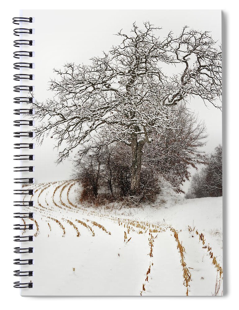 Oak Spiral Notebook featuring the photograph That Oak on Taylor Lane - gnarly oak in corn stubble and snow by Peter Herman