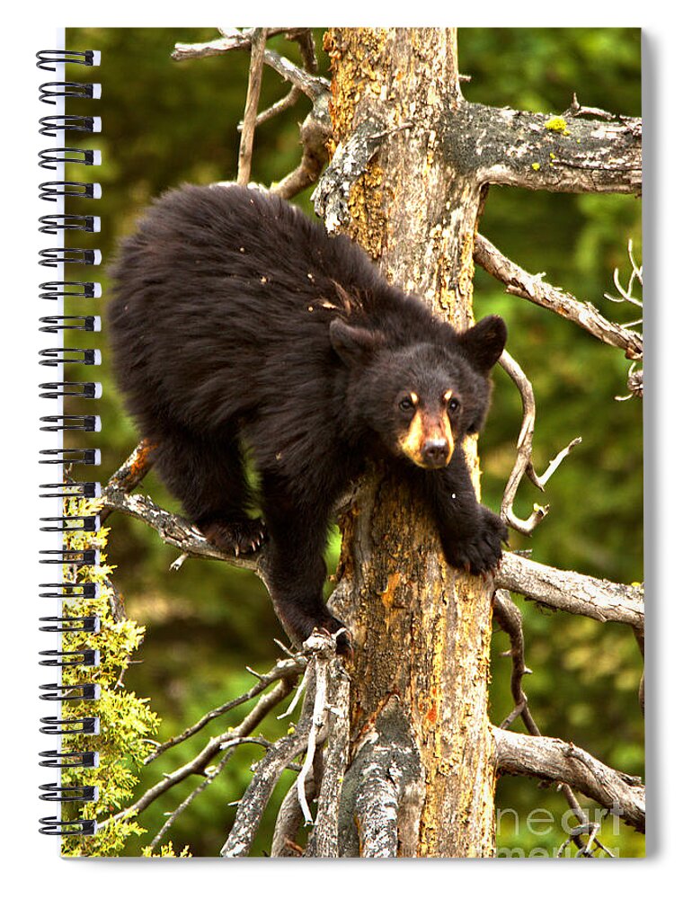 Black Bears Spiral Notebook featuring the photograph The Aerial Sniffer by Adam Jewell