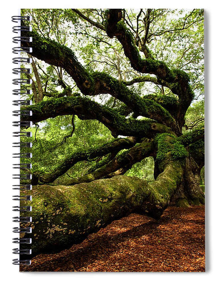 Angel Oak Spiral Notebook featuring the photograph The Angel Oak by Doug McPherson