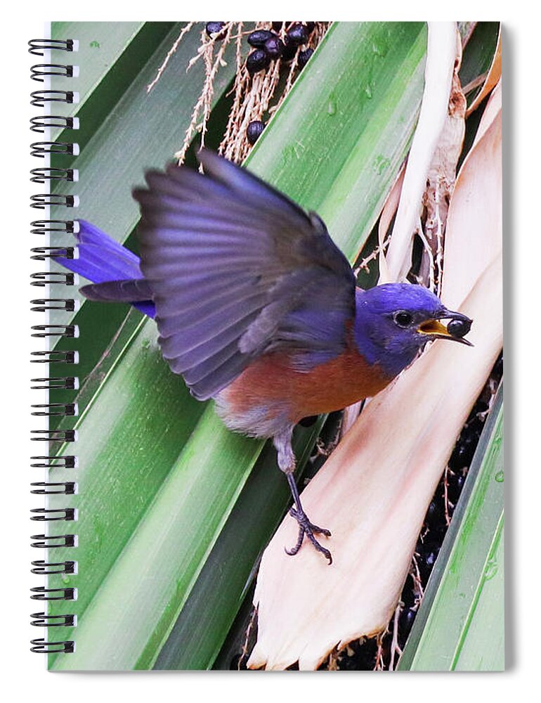 Bird Spiral Notebook featuring the photograph The Berry and the Blue Bird by Tahmina Watson